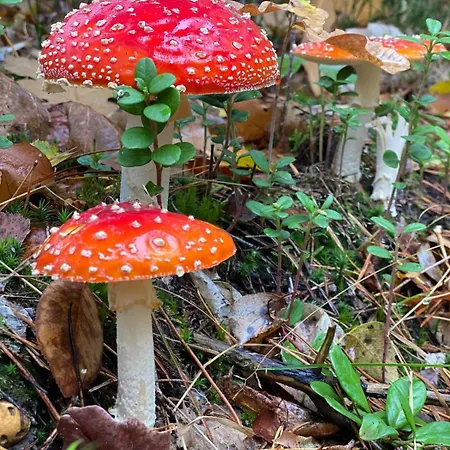 Dromen Op 1 - Stijlvol Boshuis Op De Veluwe Met Veranda En Grote Omheinde Tuin!