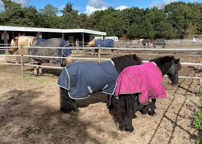 Ferienhaus Dromen Op 1